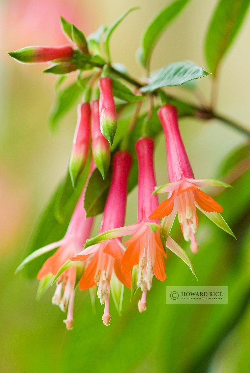 Fuchsia denticulata, June