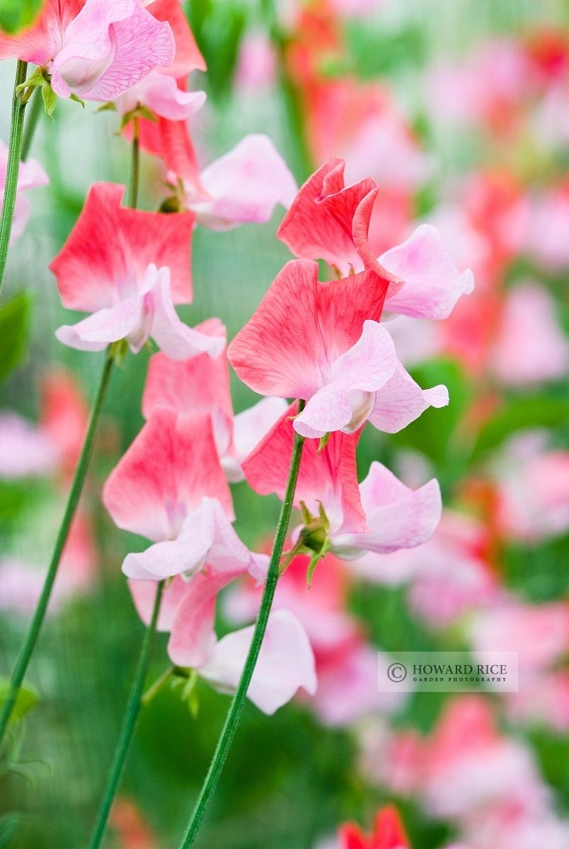 Lathyrus odoratus - Pink and red bicolour sweet peas in July