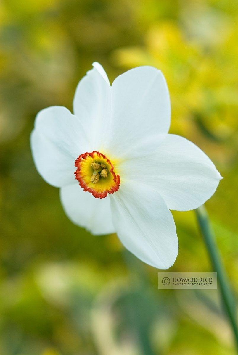Narcissus 'Actaea'