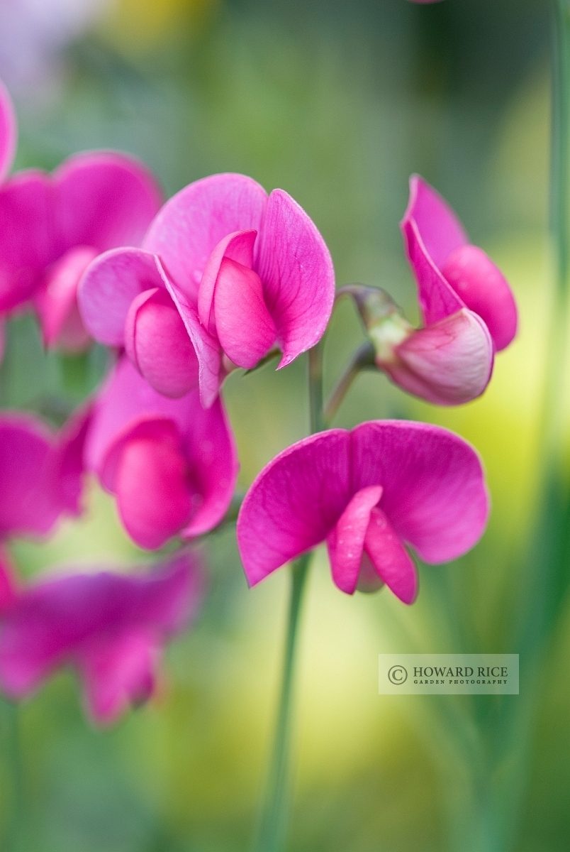 Lathyrus latifolius in July