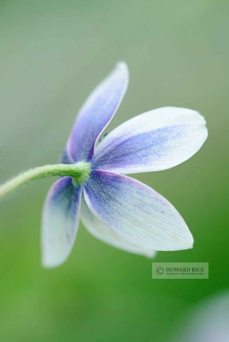 Anemone hortensis subsp. heldreichii