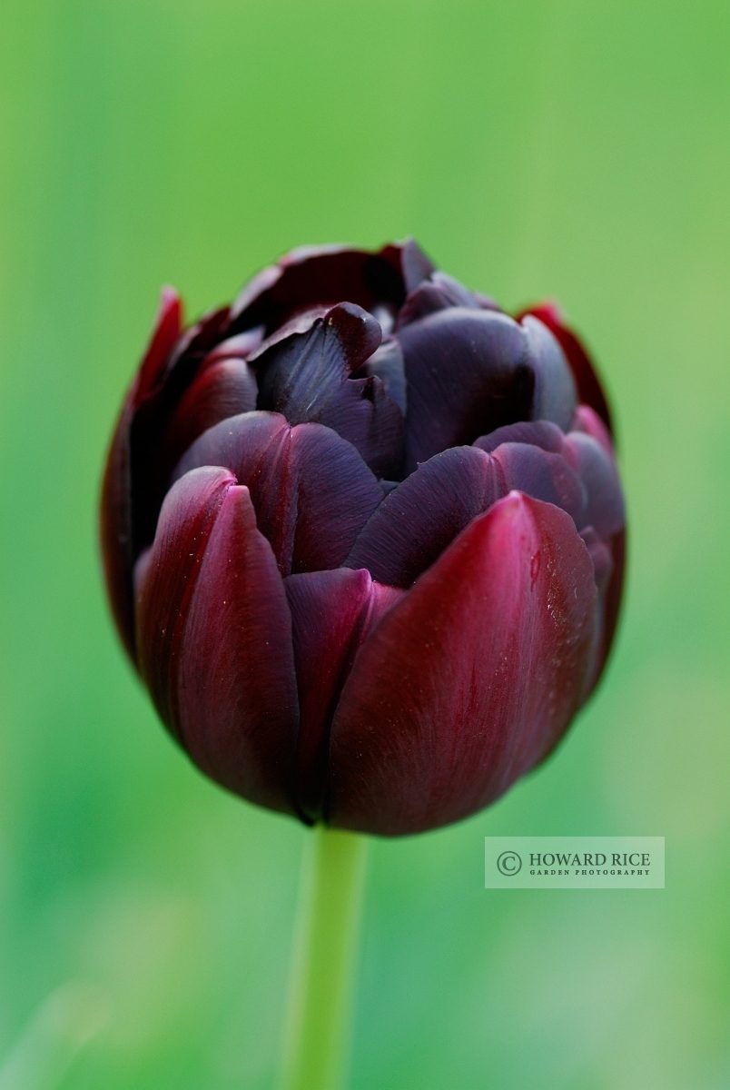 Tulipa 'Black Hero'