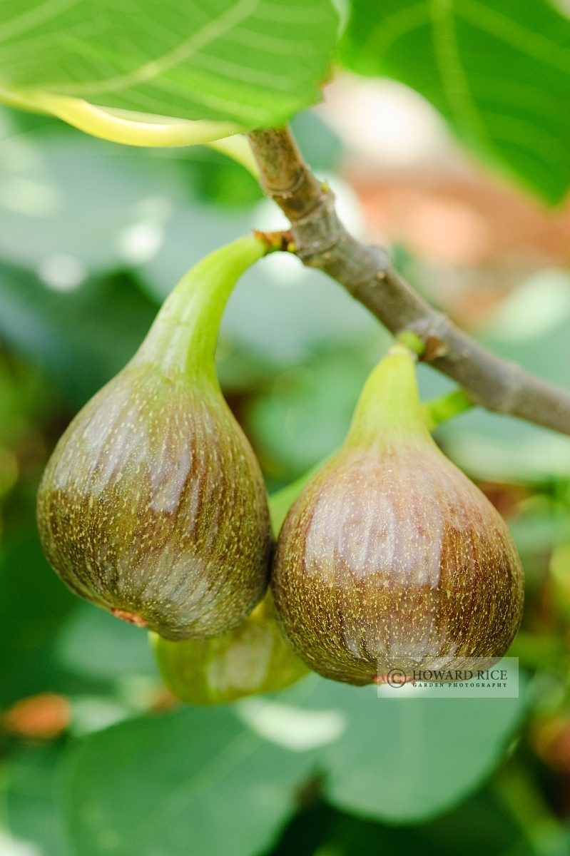 Fig 'Brown Turkey'