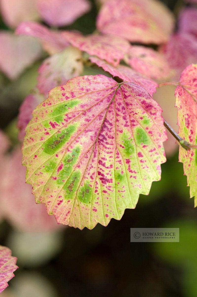 Viburnum pubescens in autumn