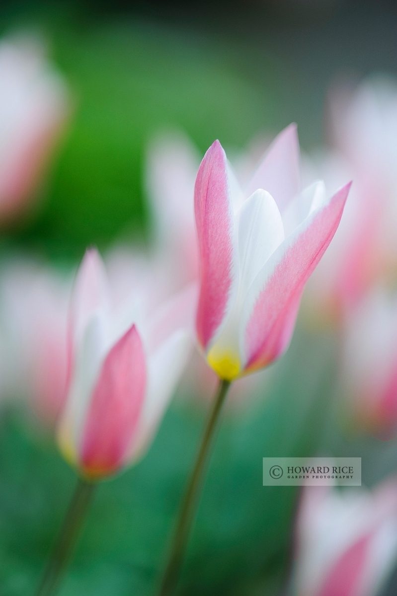 Tulipa clusiana