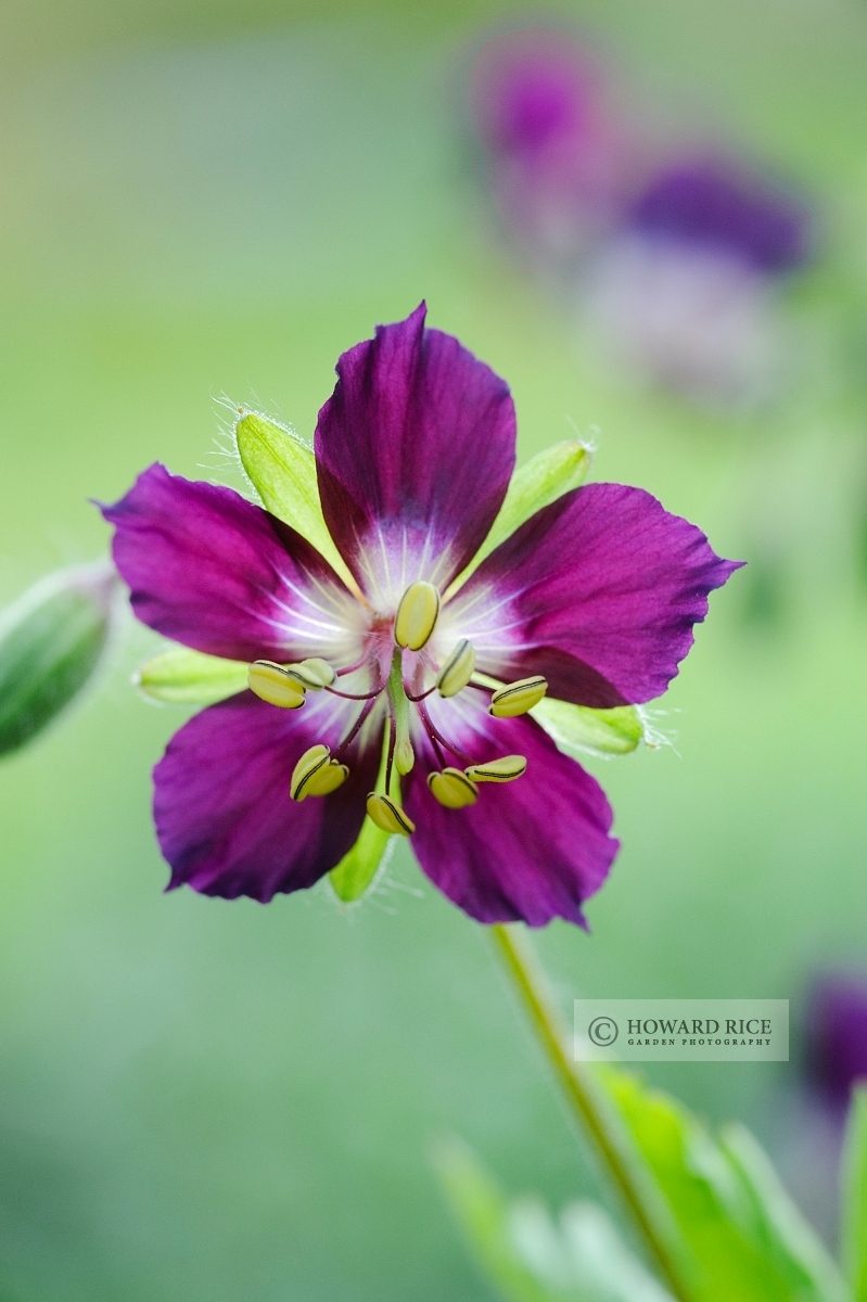 Geranium phaeum