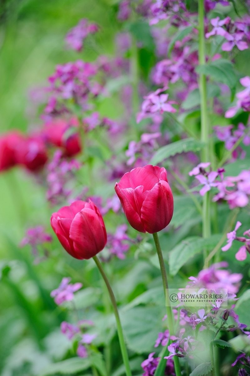 Pink Triumph Tulips (Tulipa) 'Passionale' with Honesty (Lunaria annua Syn. Lunaria biennis)