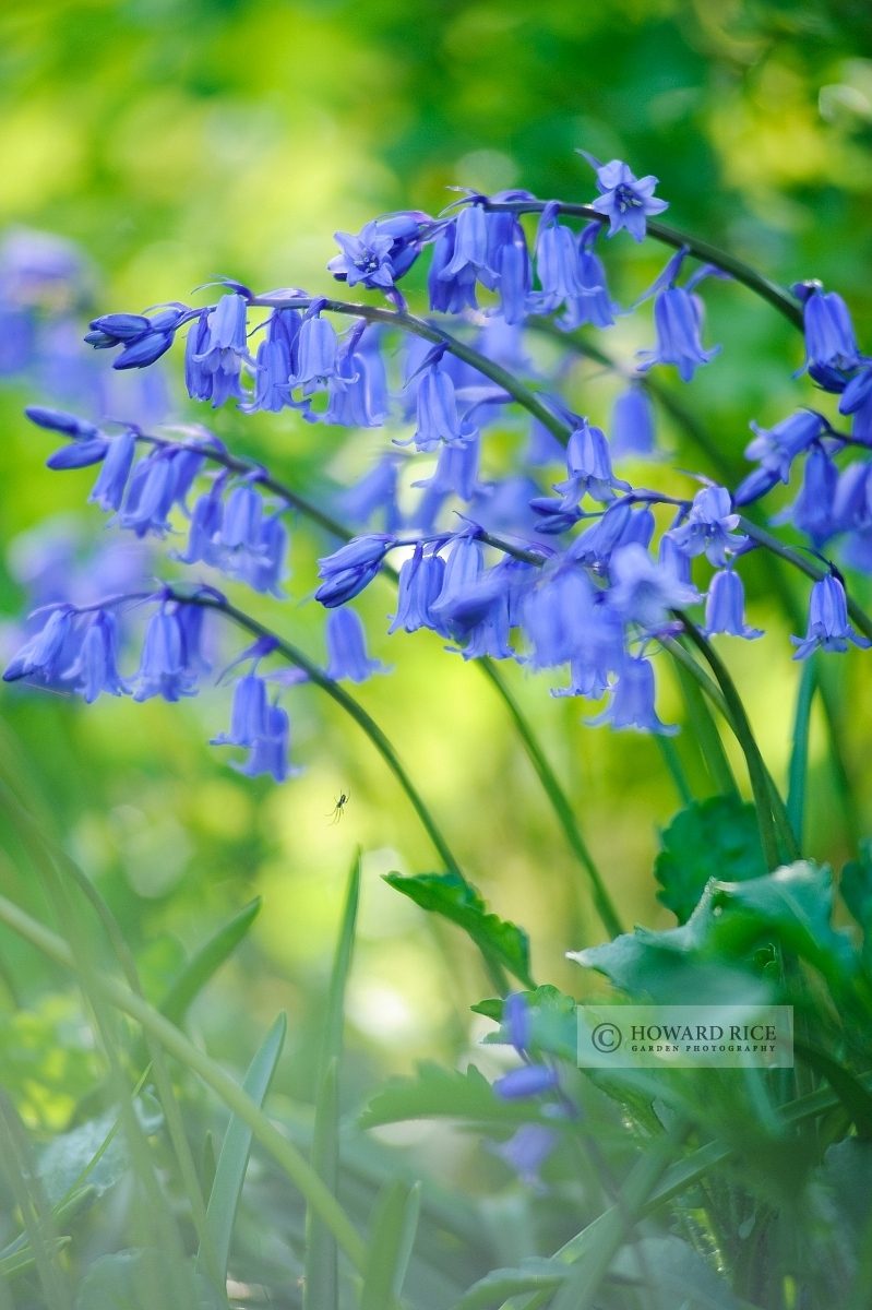 Hyacinthoides non-scripta