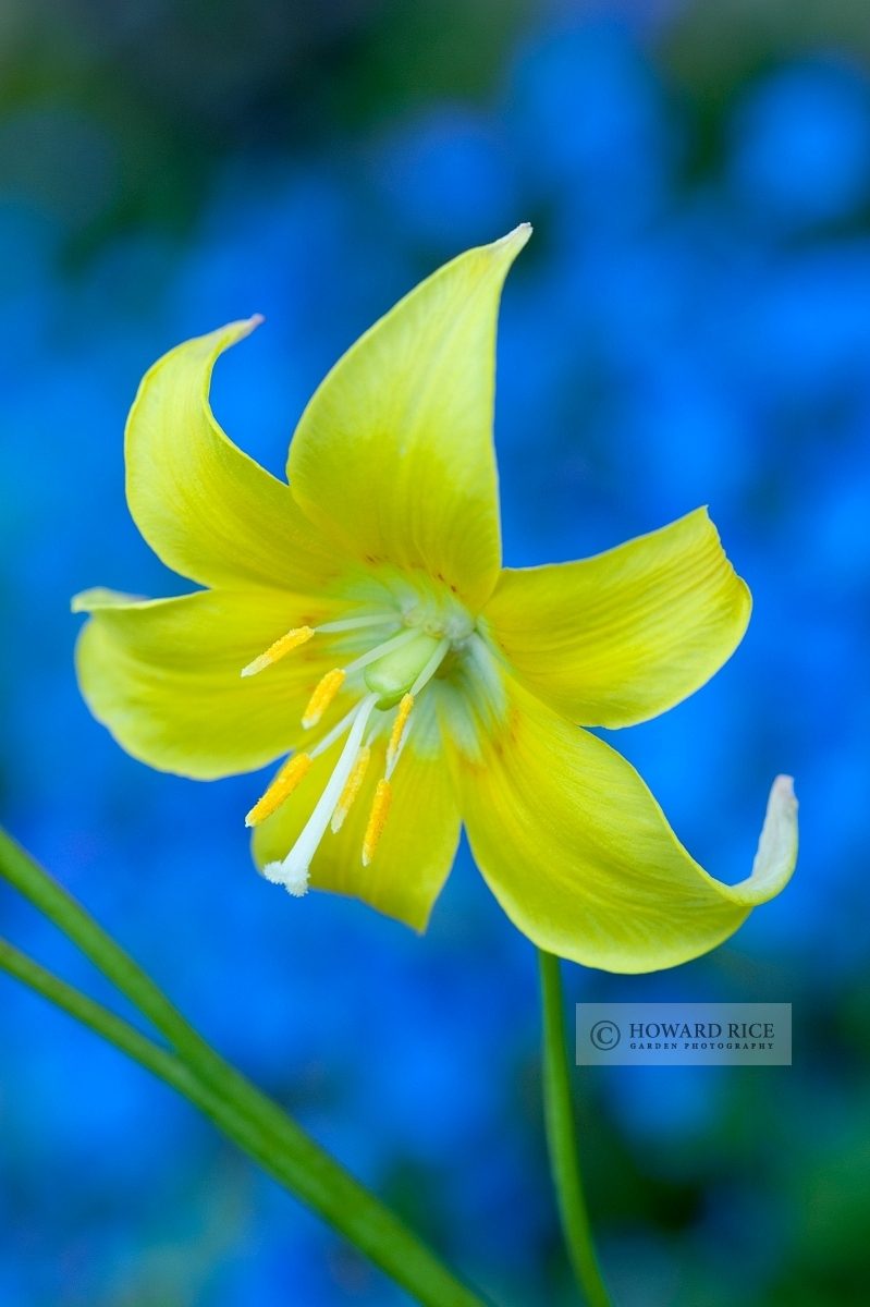 Erythronium 'Pagoda' with Omphalodes cappadocica 'Cherry Ingram'. April