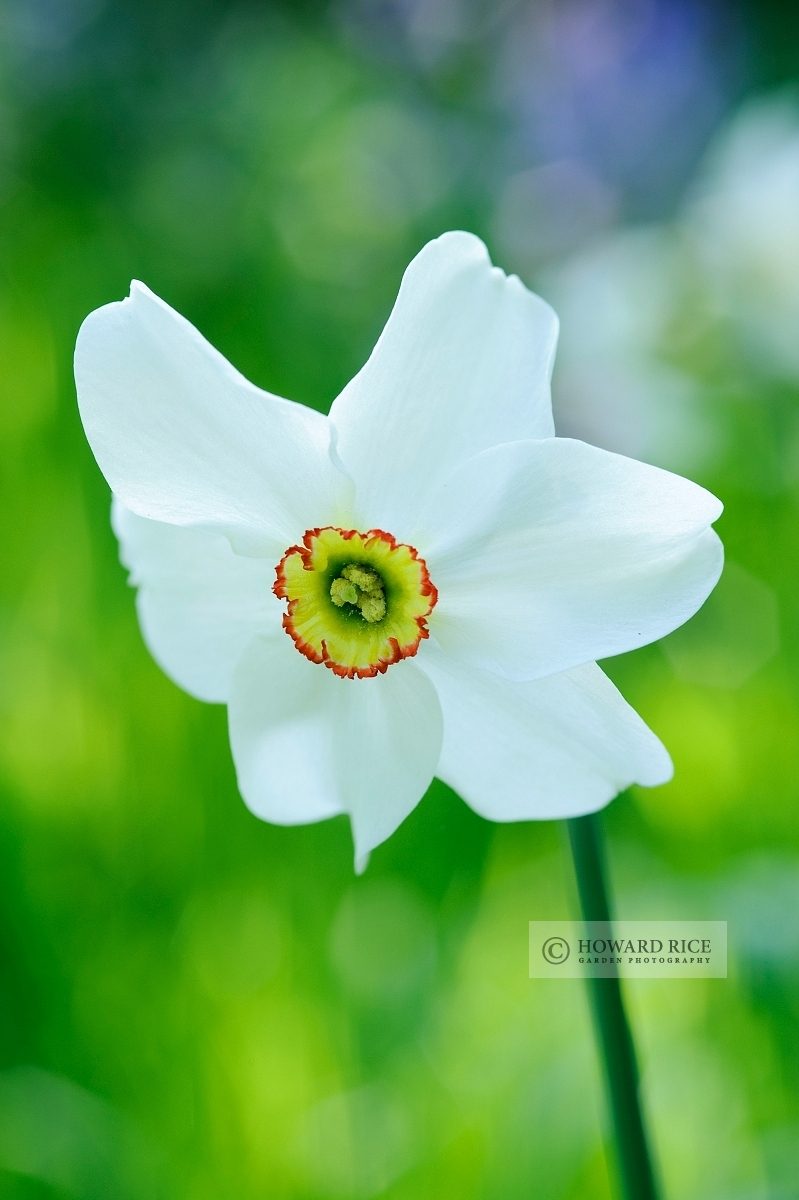 Narcissus poeticus var. recurvus