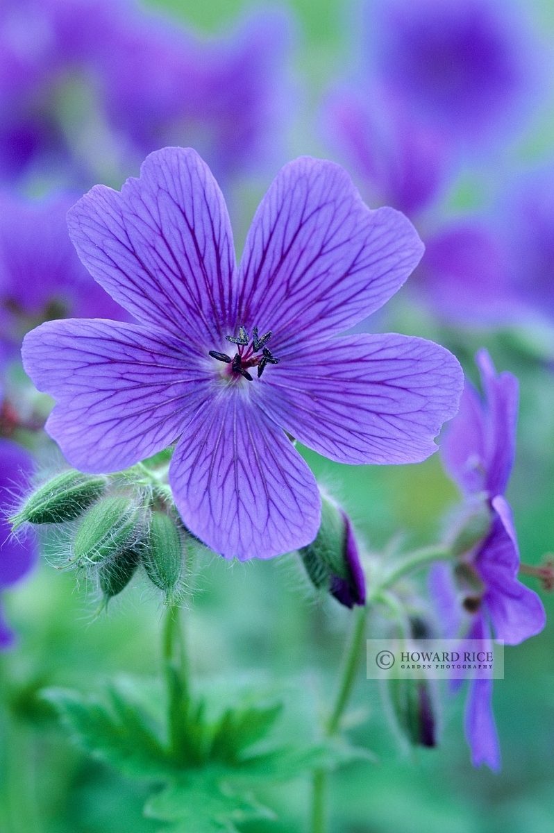 Geranium x magnificum 'Hylander'
