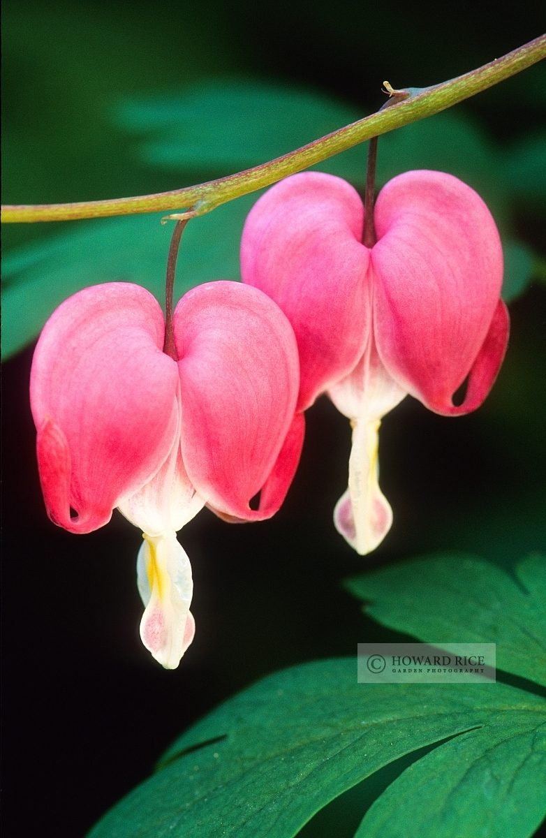 Dicentra spectabilis