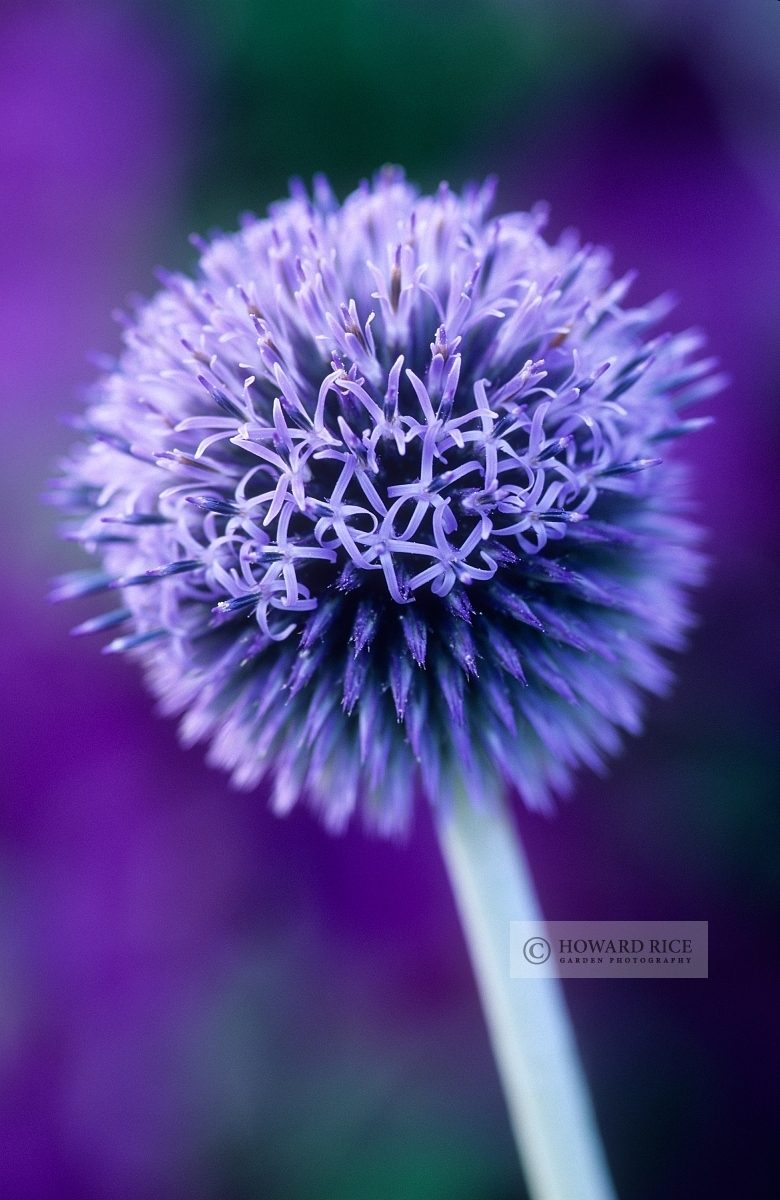 Echinops bannaticus