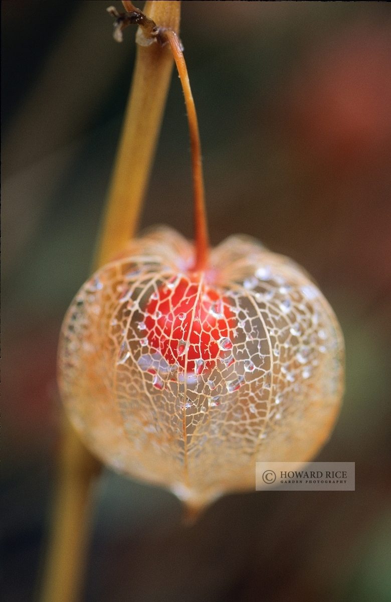 Physalis alkekengi - chinese lantern. December