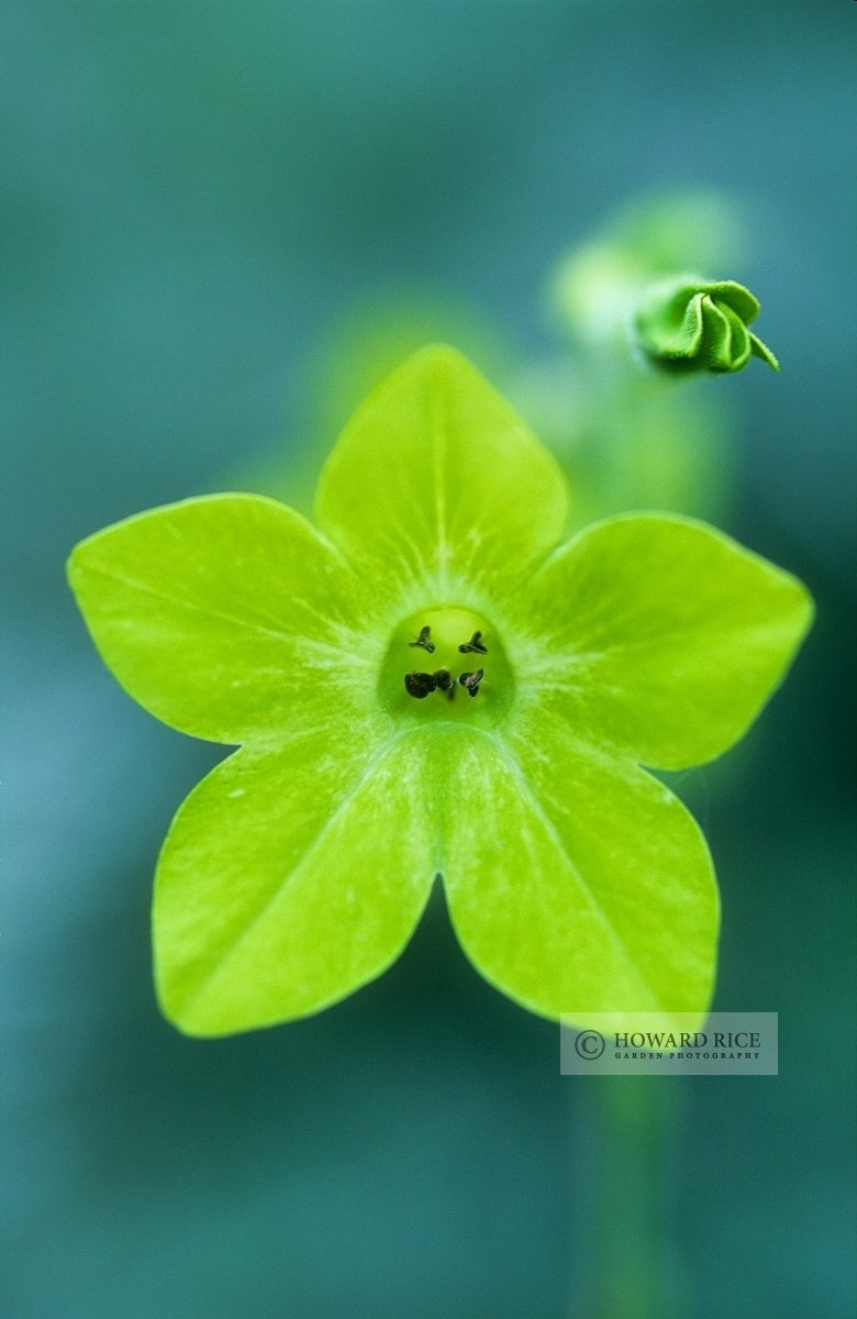 Nicotiana alata 'Lime Green'