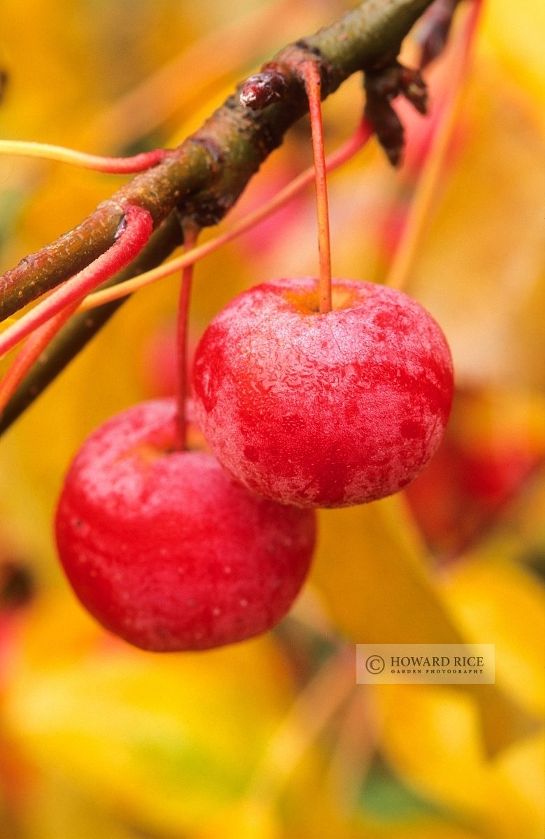 Malus x robusta 'Red Sentinel'