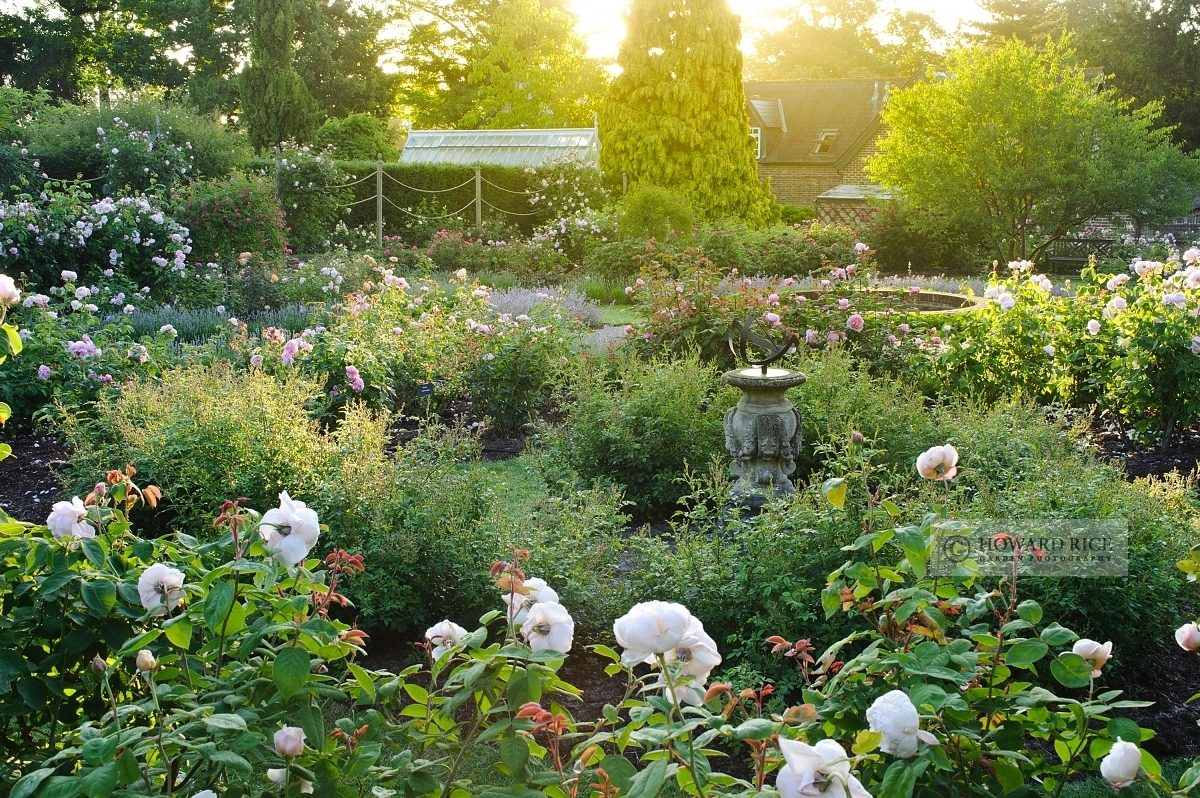 Rose garden, Borde Hill, Sussex