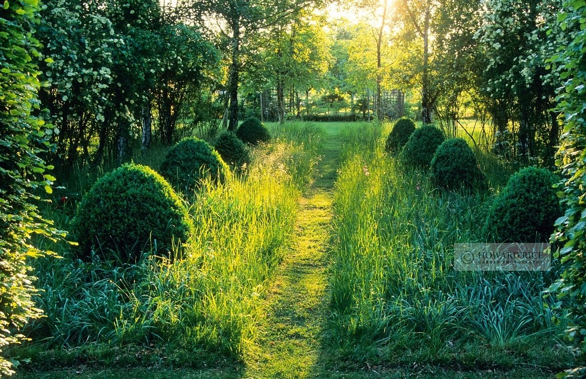 Mown path through longer grass and box topiary, backlit with evening sun - Hardwicke House, Fen Ditton, Cambridge