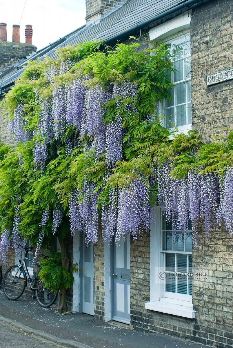 Wisteria floribunda 'Multijuga' syn.'Macrobotrys' trained on front of Victorian house - Covent Garden, Cambridge