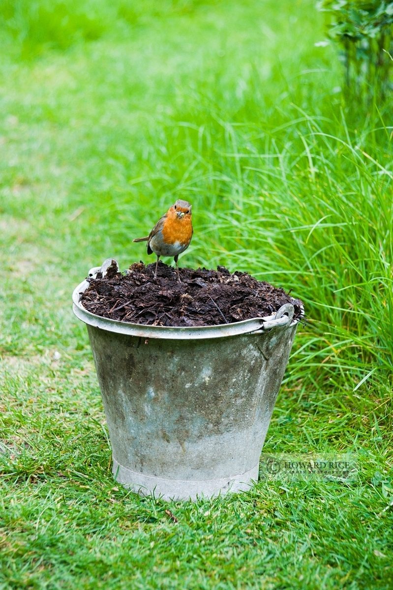 Robin on bucket of garden compost