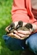 woman holding ducklings