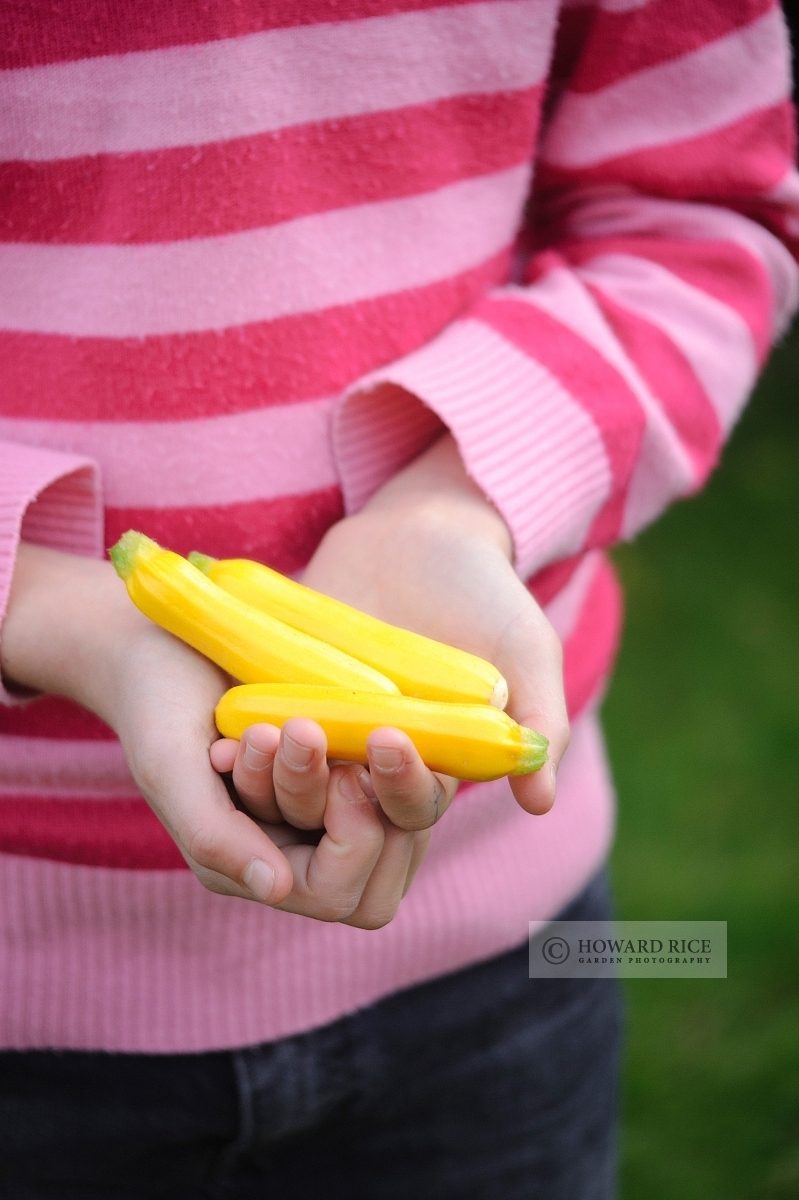 girl holding fresshly harvested yellow courgettes